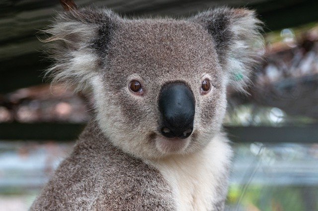 Magnetic Island Animals - Koalas
